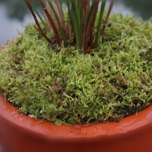 活水苔价格 活水苔图片 星期三
