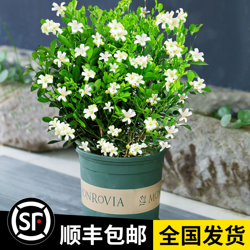 九里香花卉植物四季开花