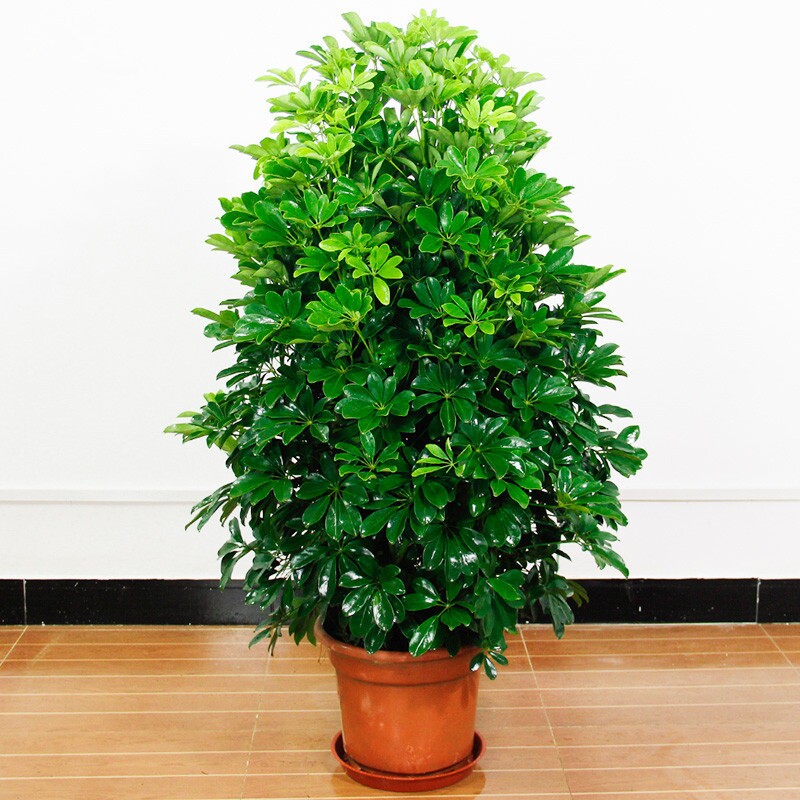 室内大型客厅办公盆栽花卉八方来财鸭脚木鸭掌木观叶植物招财树