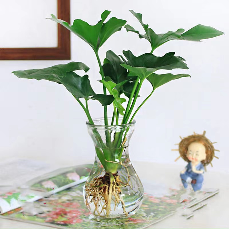 水培春羽盆栽办公室内好养吸除甲醛植物花卉水养大叶春雨绿植绿萝