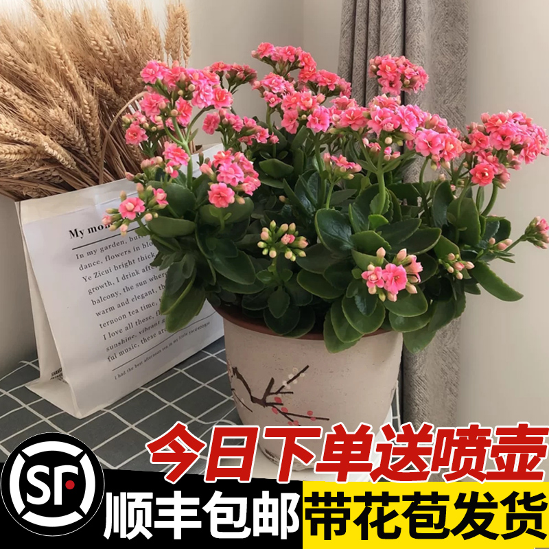 长寿花盆栽重瓣大花卉植物室内带花苞四季开花好养绿植宫灯绿巴黎 鲜花速递/花卉仿真/绿植园艺 时令草本花卉 原图主图