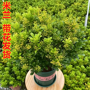 米兰花盆栽花卉植物室内四季 开花带花苞浓香好养老桩盆景驱蚊绿植