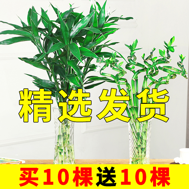 富贵竹水培植物水养好客厅发财树绿萝竹子绿植盆栽花卉植物室内花