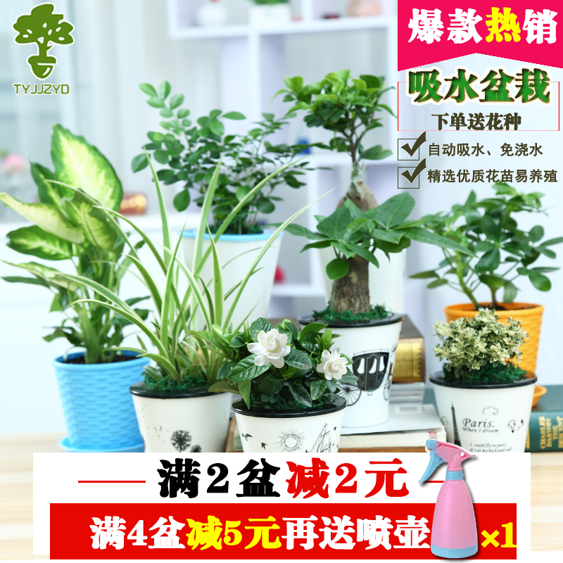 綠蘿發財樹盆栽室內客廳花卉綠植吊蘭梔子花辦公室小盆景文竹榕樹
