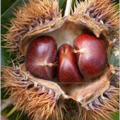 秦岭2025新货农产品板栗现摘陕西新鲜野生甘甜油栗子毛栗仁 包邮