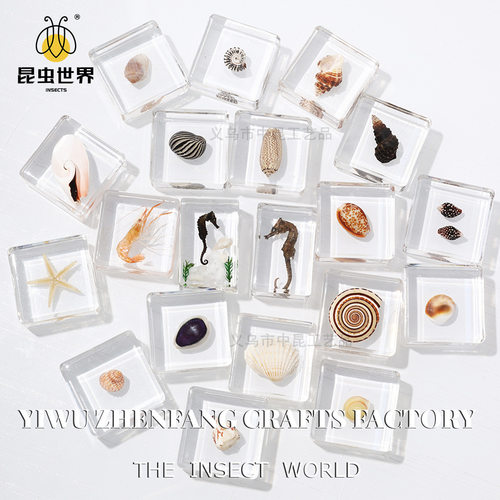 振方工艺品厂海洋生物海螺贝壳标本来图打样科普教学模型海洋科普