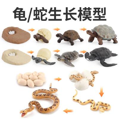 儿童科教课件仿真海洋生物海龟模型眼镜蛇蟒蛇生长周期蛋破壳摆件
