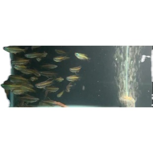 七夕观赏鱼黄金二线刚果灯促销优惠精品高档鱼热带活体淡水可混养