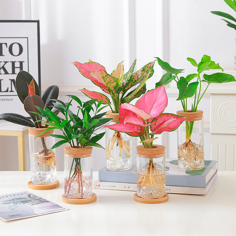 创意玻璃透明花瓶如意皇后直圆筒绿植插花瓶办公桌装饰造型瓶摆件