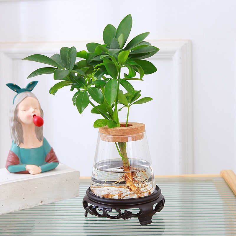 水培植物鸭脚木盆栽八方来财绿植