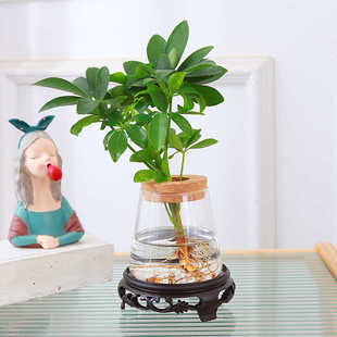 水培鸭脚木植物八方来财绿植七叶莲盆栽室内办公室迷你好养鹅掌柴