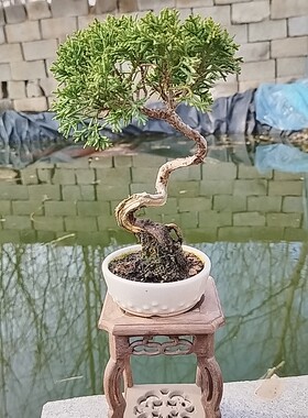 高档济州盆景名贵老桩盆栽办公室绿植盆栽高级感茶台室内摆件