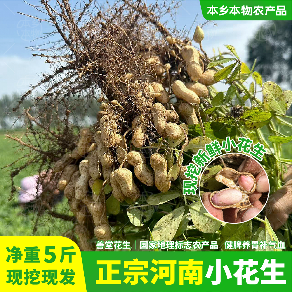 农家特产｜2025现挖新鲜湿小花生