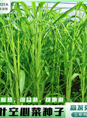空心菜种子柳叶白梗空心菜小叶青菜种籽阳台盆栽大田四季蔬菜种孑