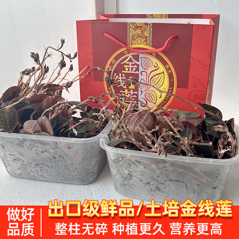 【仿林下种植】正宗福建新鲜金线莲鲜品 土培仿野生开花干品养生