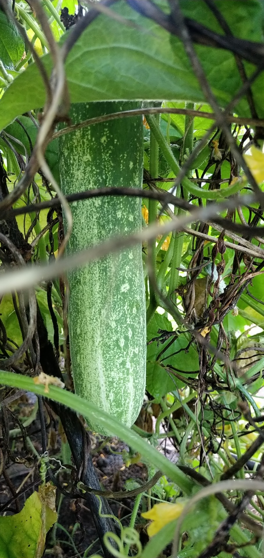 广东潮汕新鲜蔬菜吊瓜黄瓜生吃黄瓜农家自种