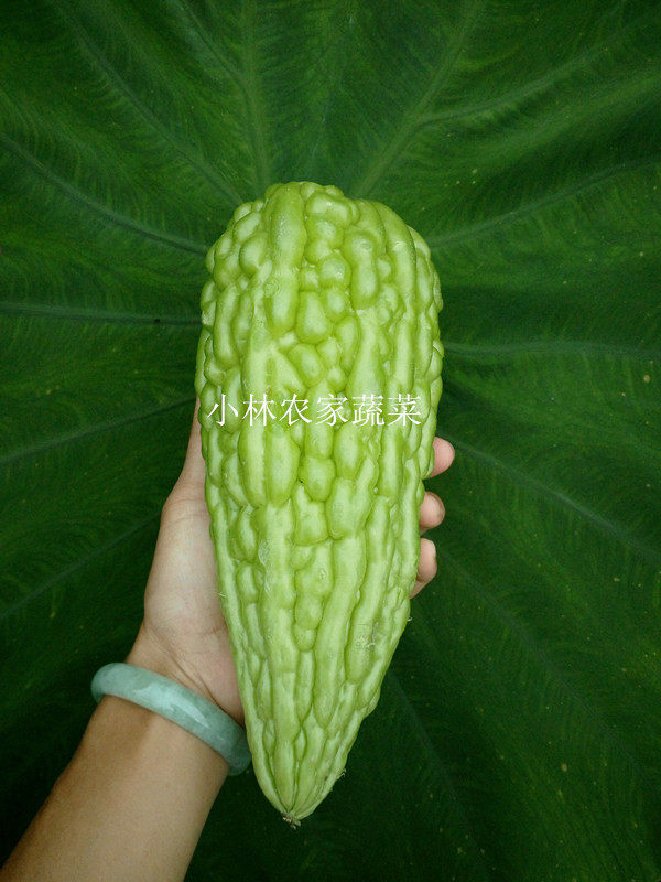 新鲜农家蔬菜苦瓜营养无公害现摘