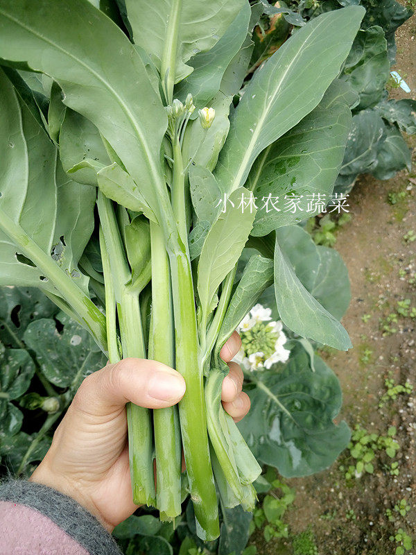新鲜农家蔬菜自种芥蓝菜小芥兰中花芥兰露天种植无公害500g_虎窝淘