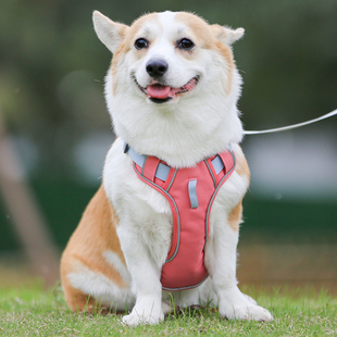 狗狗牵引绳中小型犬柯基幼犬专用可调节胸背带遛狗绳狗项圈 背心式