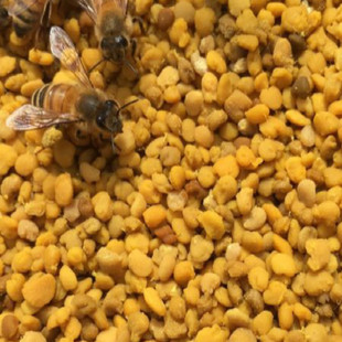 东北黑蜂五味子百花粉未破壁新鲜蜂花粉蒲公英花粉500g包邮蜂场直