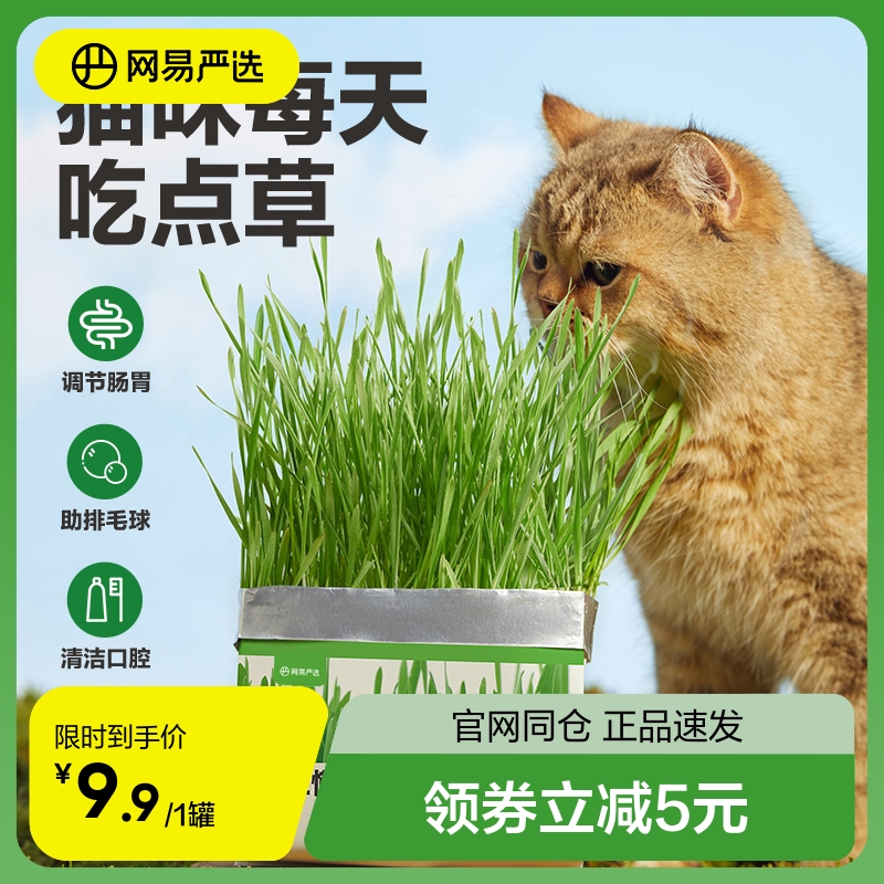 网易严选猫用无土懒人猫草小麦种子猫薄荷盆栽化毛球片零食用品