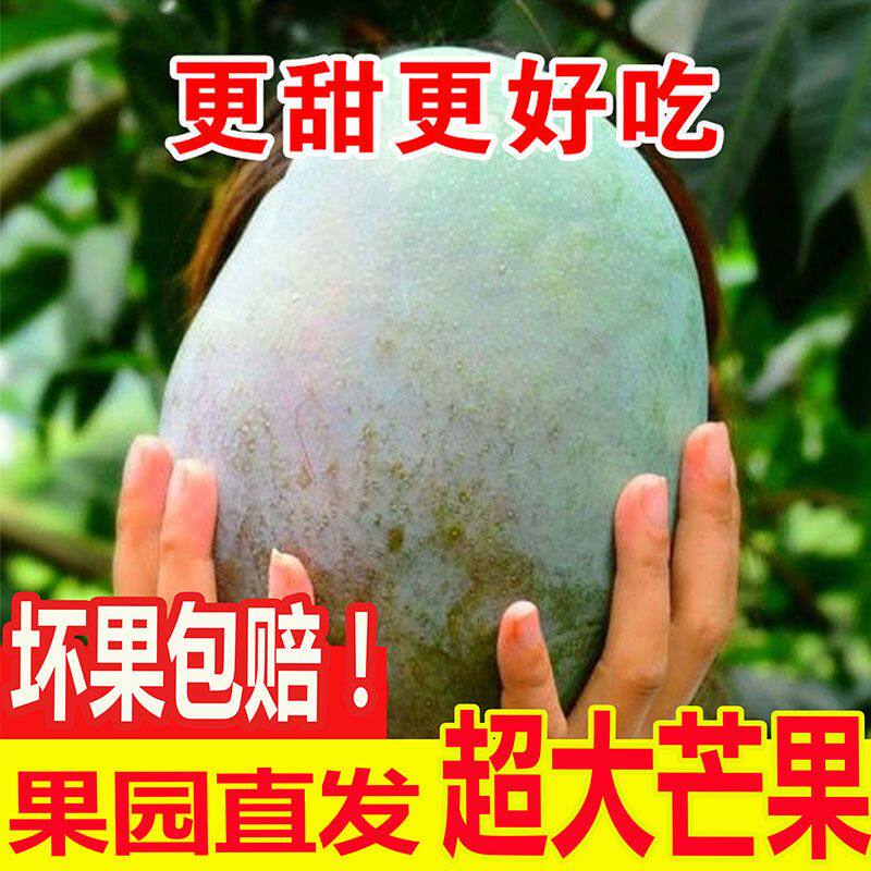 四川攀枝花凯特芒果当季新鲜水果现摘现发超甜特大青皮芒果一整箱