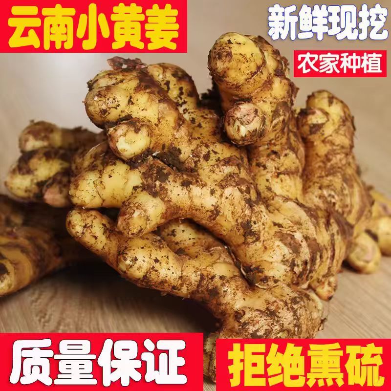 正宗云南小黄姜新鲜现挖生姜月子姜新鲜蔬菜新姜老姜当季
