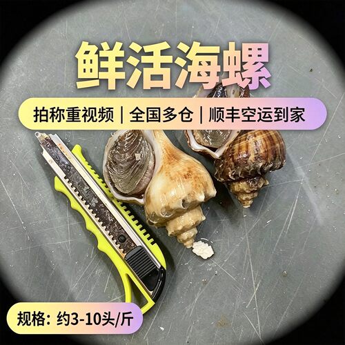 大连青岛特大海捕鲜活海螺500g