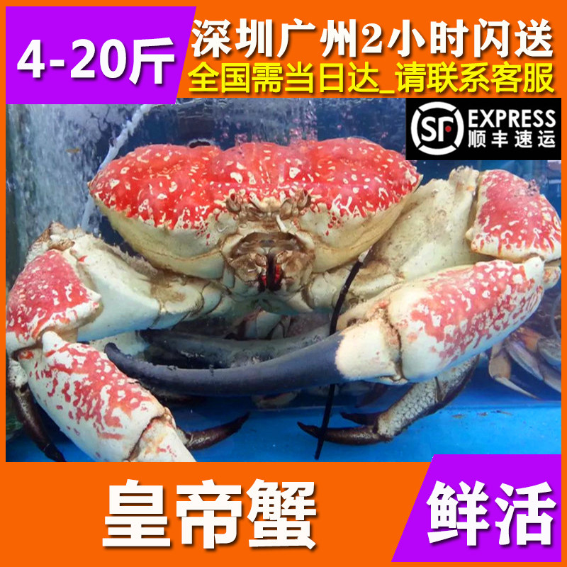 鲜活皇帝蟹澳洲新鲜海鲜水产特巨超大10帝王长脚蜘蛛雪螃蟹4-20斤
