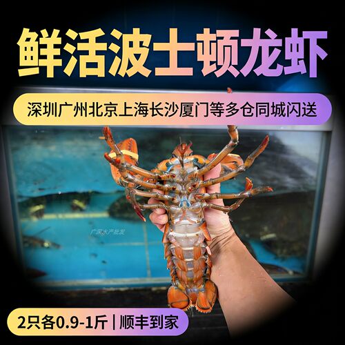 2只鲜活特大波士顿龙虾