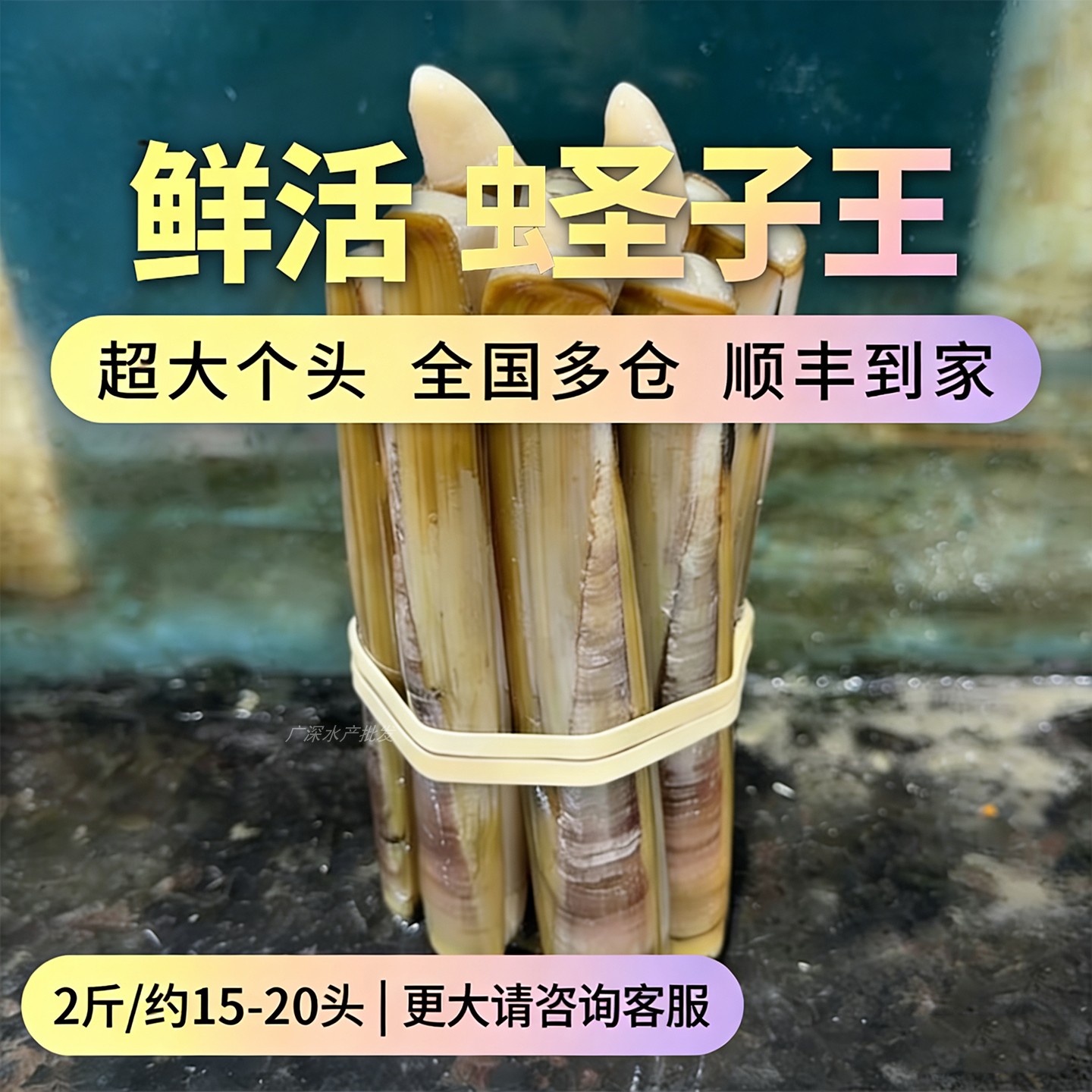 【2斤约15-20头】鲜活蛏子王新西兰野生圣子苏格兰竹蛏子贝壳类