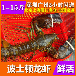 鲜活波士顿龙虾特超大10斤新鲜海鲜水产帝王蟹澳洲花奥龙大小龙虾