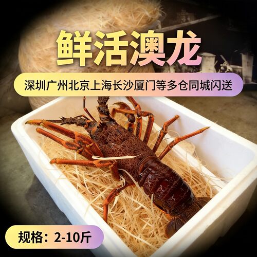 鲜活澳洲龙虾新西兰海鲜水产特超大奥龙纽龙岩龙红龙新鲜海水虾