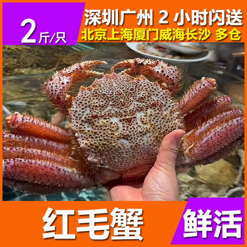 鲜活红毛蟹深海螃蟹海鲜水产特超大螃蟹帝王长脚蟹