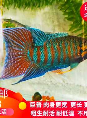 好养耐活不用打氧中国斗鱼淡水
