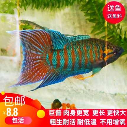 中国斗鱼巨普叉蓝叉菩萨鱼苗旁皮婆冷水活体原生观赏鱼淡水金鱼