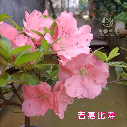 若寿若惠比须粉色套瓣花带花苞