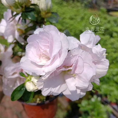 带香味的杜鹃花，花朵大，颜色鲜