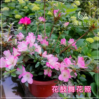 4月上新 皋月杜鹃 花鼓舞  小花型 色彩丰富 一物一拍 带花苞露养