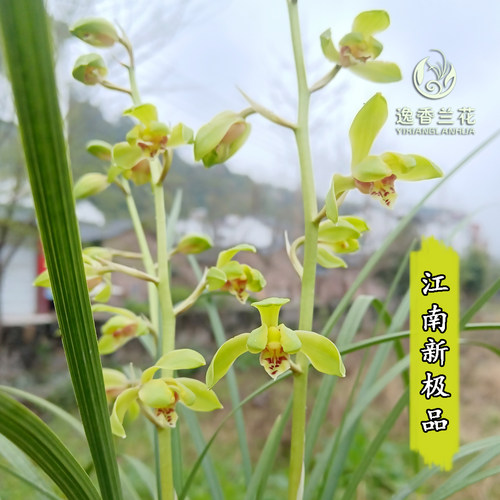 蕙兰【江南新极】浙江兰花 浓香型 自然养殖花期3-4月 带花苞