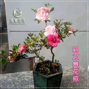 鹃之舞 皋月杜鹃花 稀有品种 产地浙江 露养 过花期 不带花苞