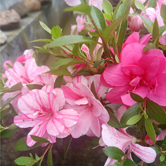 5月上新 皋月杜鹃唐狮子牡丹 稀有品种 过花期 不带花苞 不洗根