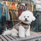 衣 厚款 Sniff宠物狗狗猫咪格子背心秋冬苏格兰格子夹克秋冬季 时尚