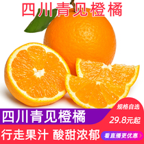果窝镇 现摘青见橙橘四川5斤/8斤当季桔子时令果冻橙水果新鲜包邮