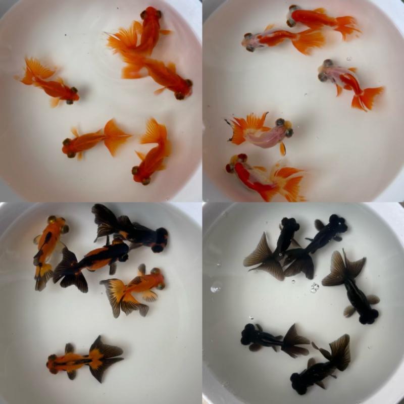 蝶尾金鱼观赏鱼冷水淡水鱼苗