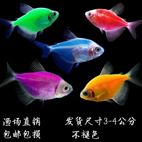 大号天使与彩色小鱼小型热带鱼