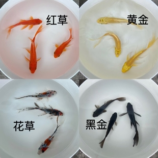 冷水鱼金鱼活体鱼小型鱼红草黄金花草黑金观赏鱼锦鲤鱼好养易活鱼