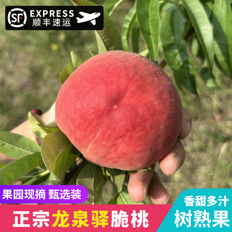 四川成都龙泉驿脆蜜桃果园新鲜采摘脆桃子当应季时令甜大水果顺丰