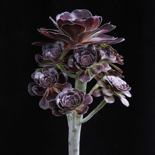 肉肉植物黑武士法师多头群生多肉植物大颗好养室内阳台绿植花卉