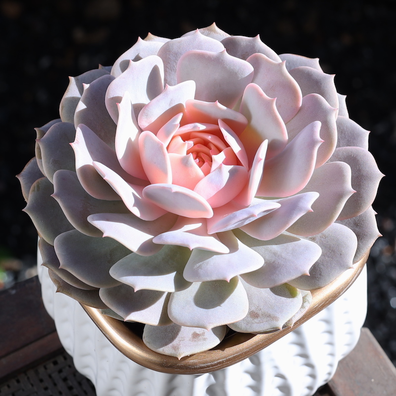 如美家窗台简单美观粉色露娜莲